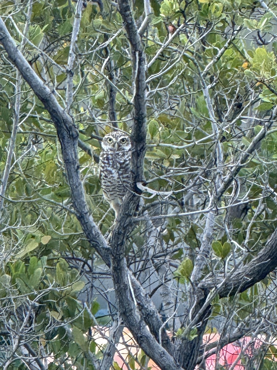 Burrowing Owl - ML641852721