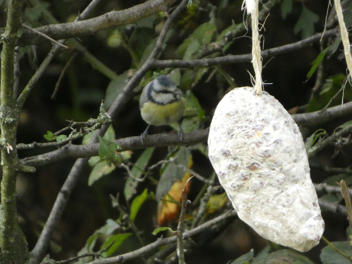 Eurasian Blue Tit - ML641852725