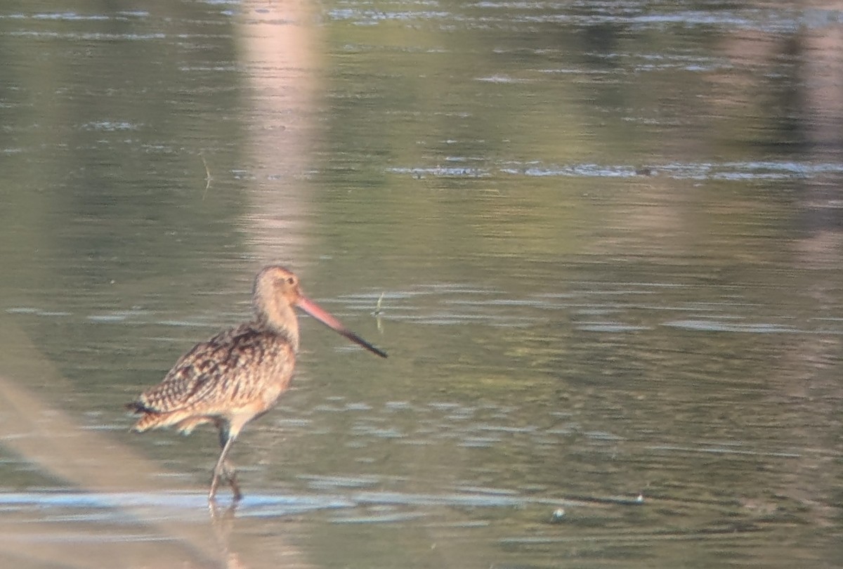 Marbled Godwit - ML641852759