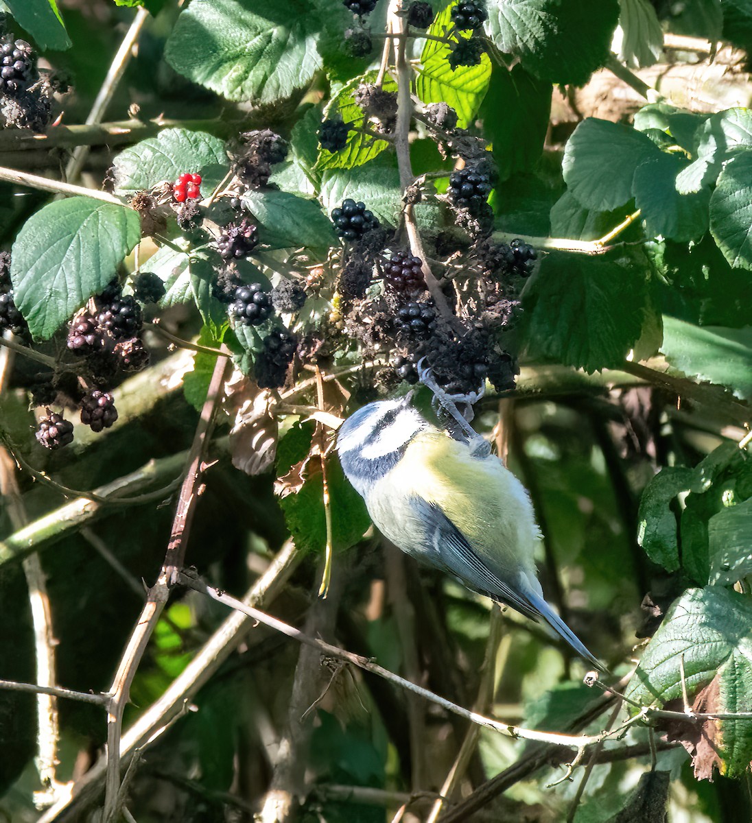Eurasian Blue Tit - ML641852765