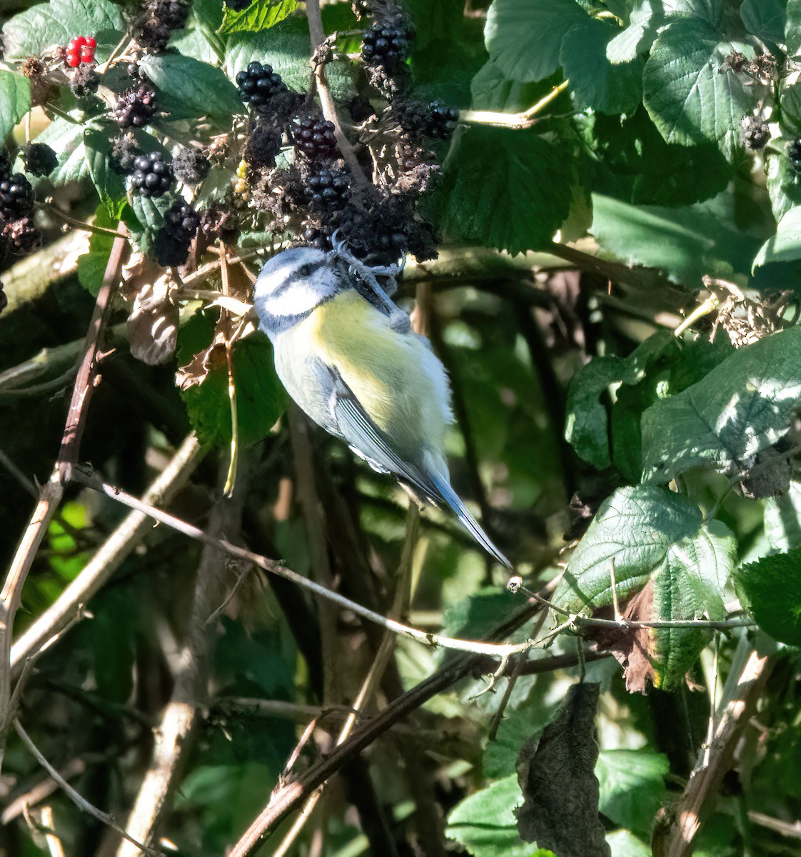 Eurasian Blue Tit - ML641852766