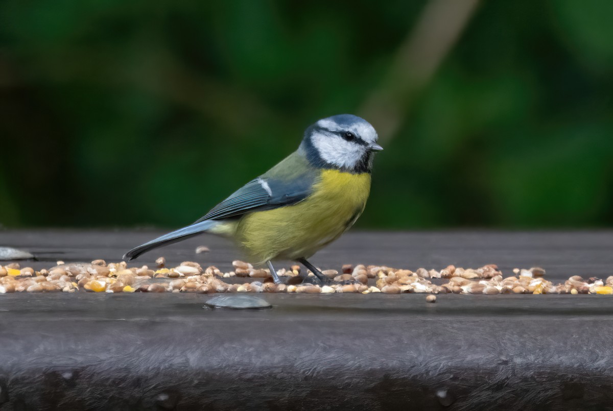 Eurasian Blue Tit - ML641852767