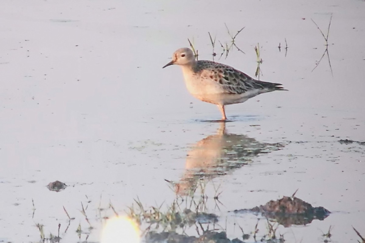 Buff-breasted Sandpiper - ML641852774