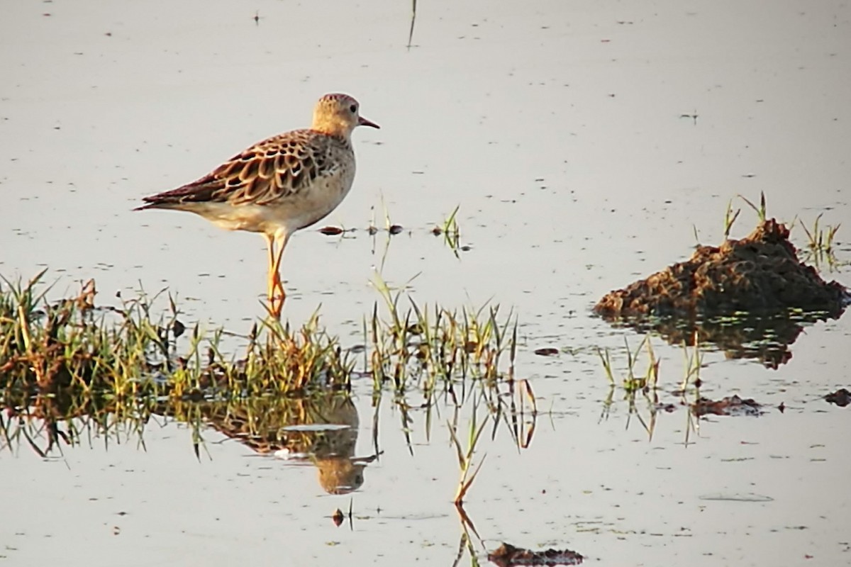 Buff-breasted Sandpiper - ML641852775