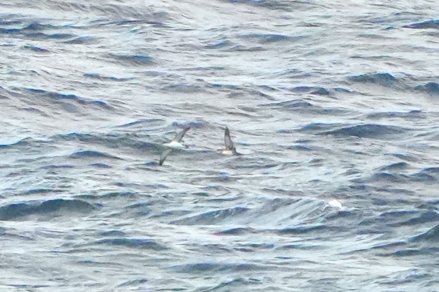 Balearic Shearwater - ML641852786