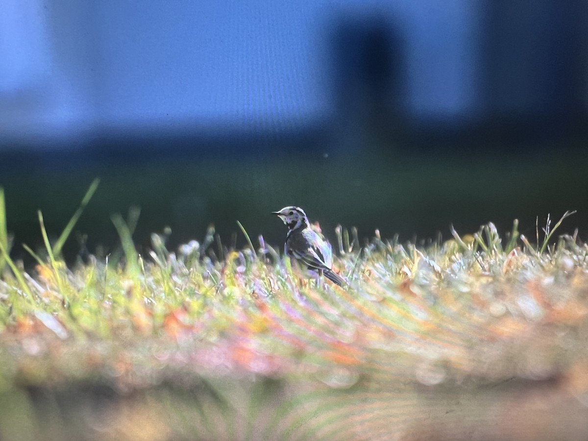 White Wagtail - ML641852790
