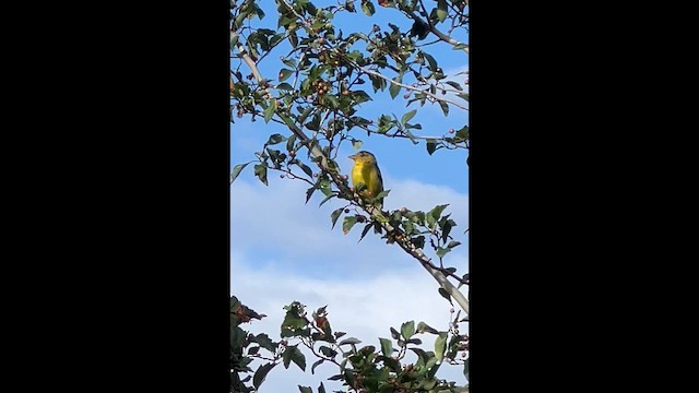 Western Tanager - ML641852792