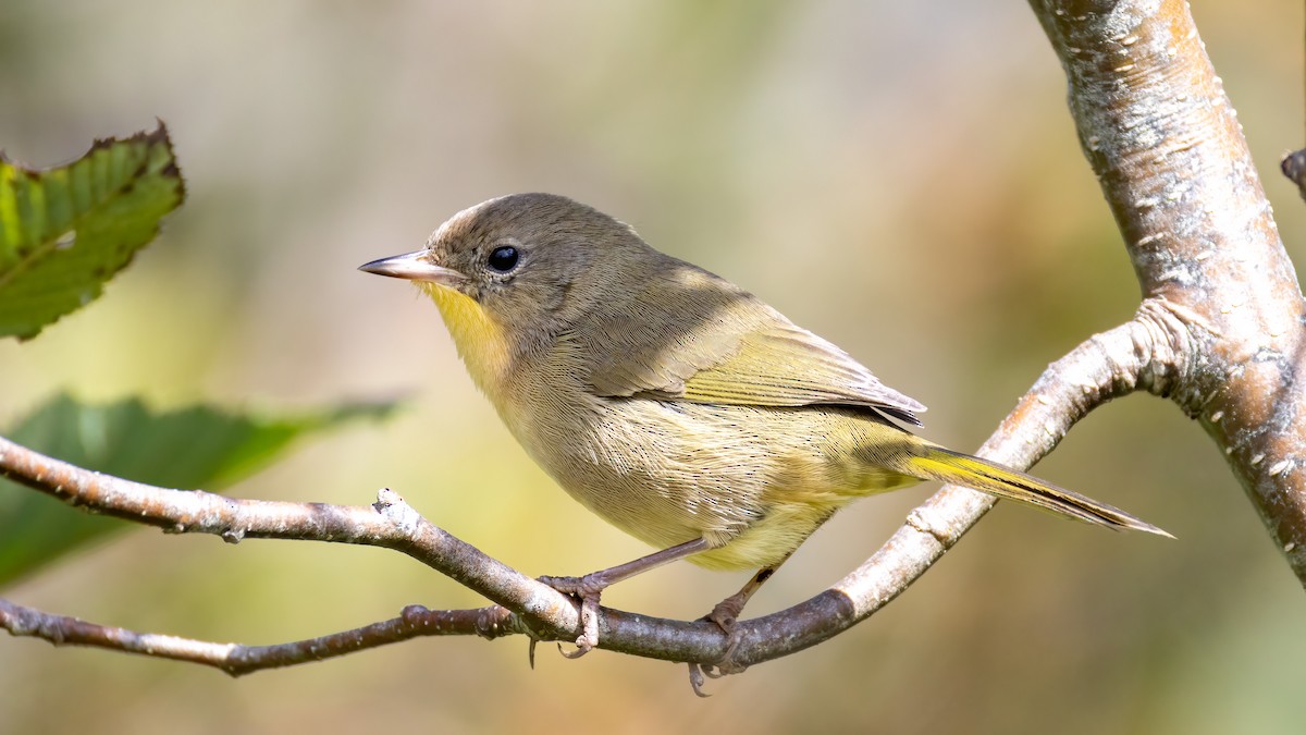 Common Yellowthroat - ML641852800
