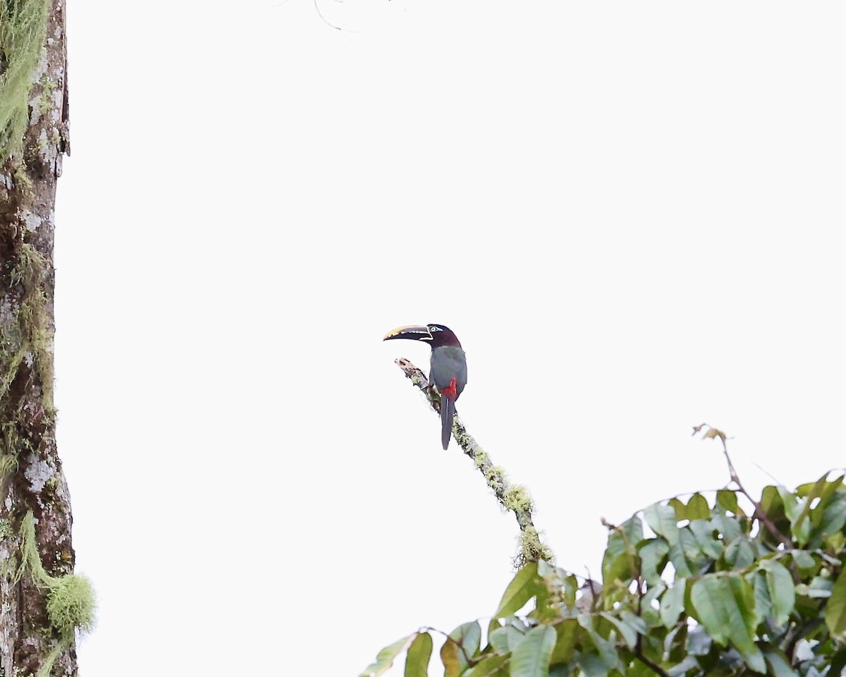 Chestnut-eared Aracari - ML641852813
