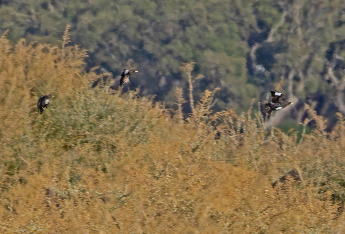 Crested Myna - ML641852830