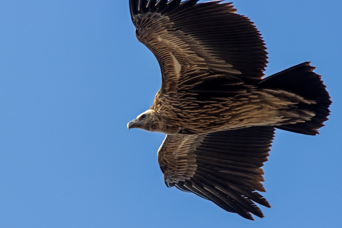 Himalayan Griffon - ML641852862