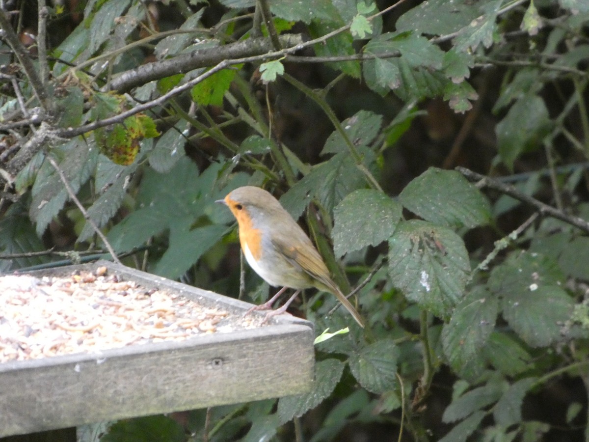 European Robin - ML641852866