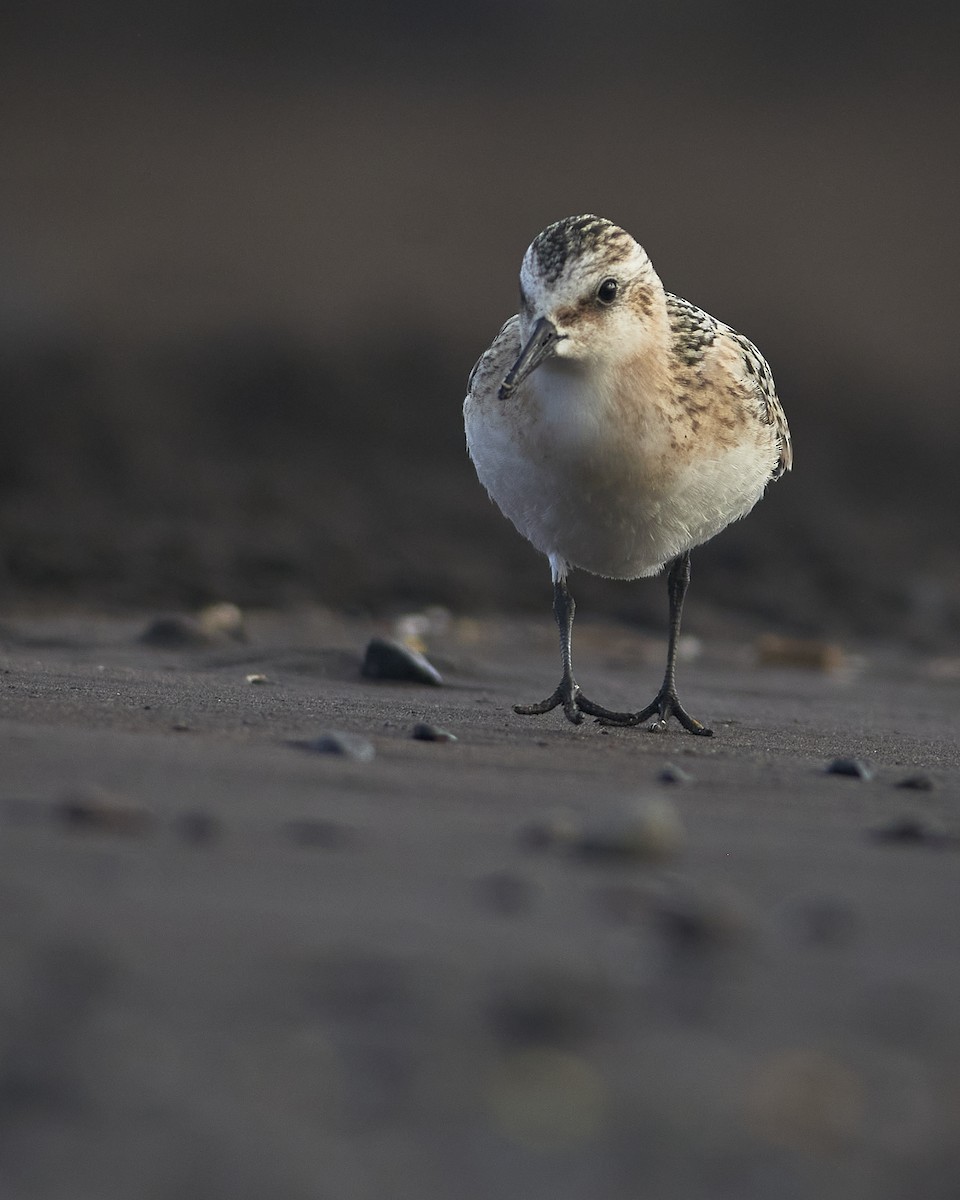 Sanderling - ML641852869