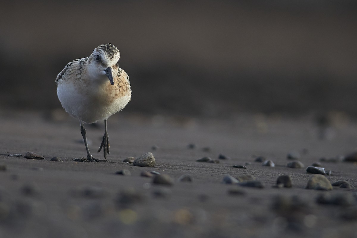 Sanderling - ML641852870
