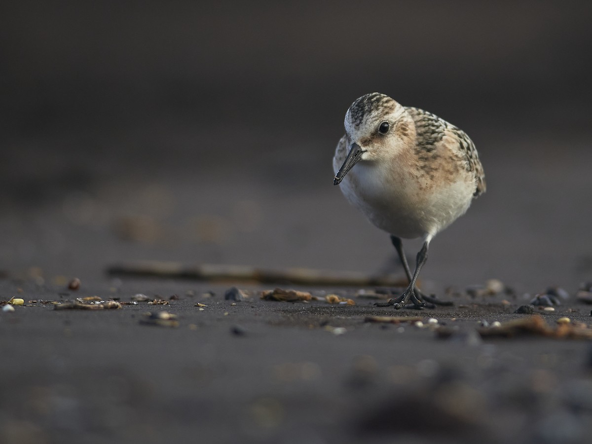 Sanderling - ML641852871