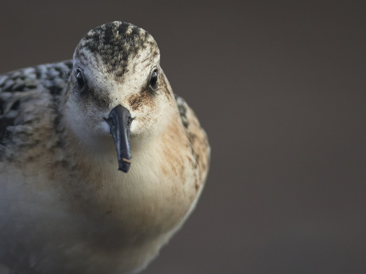 Sanderling - ML641852872