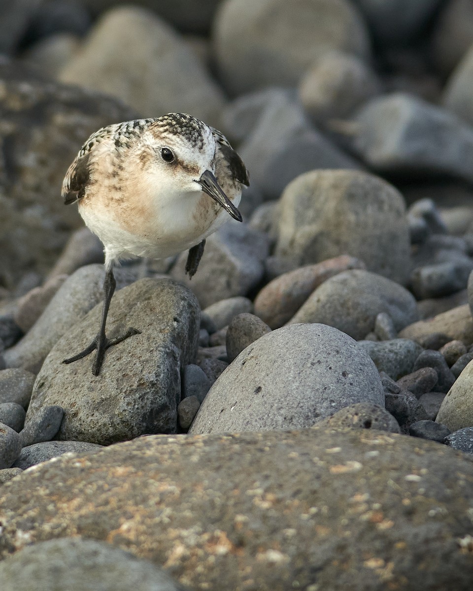 Sanderling - ML641852874