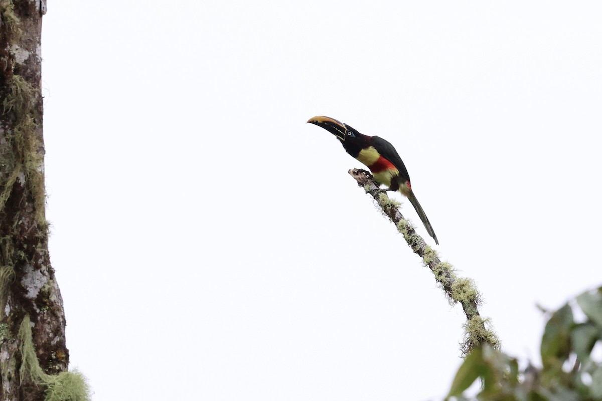Chestnut-eared Aracari - ML641852898
