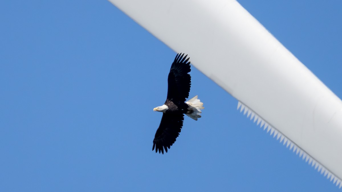 Bald Eagle - ML641852917