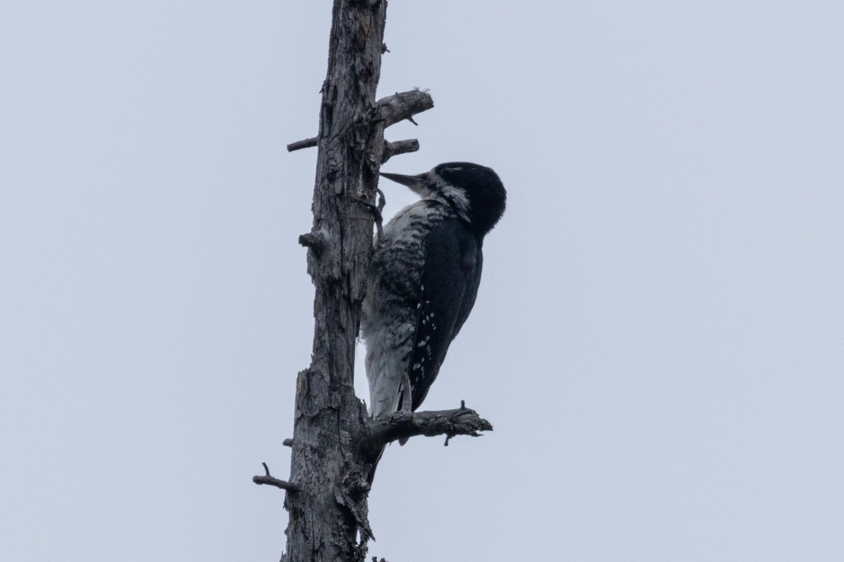 Black-backed Woodpecker - ML641852923