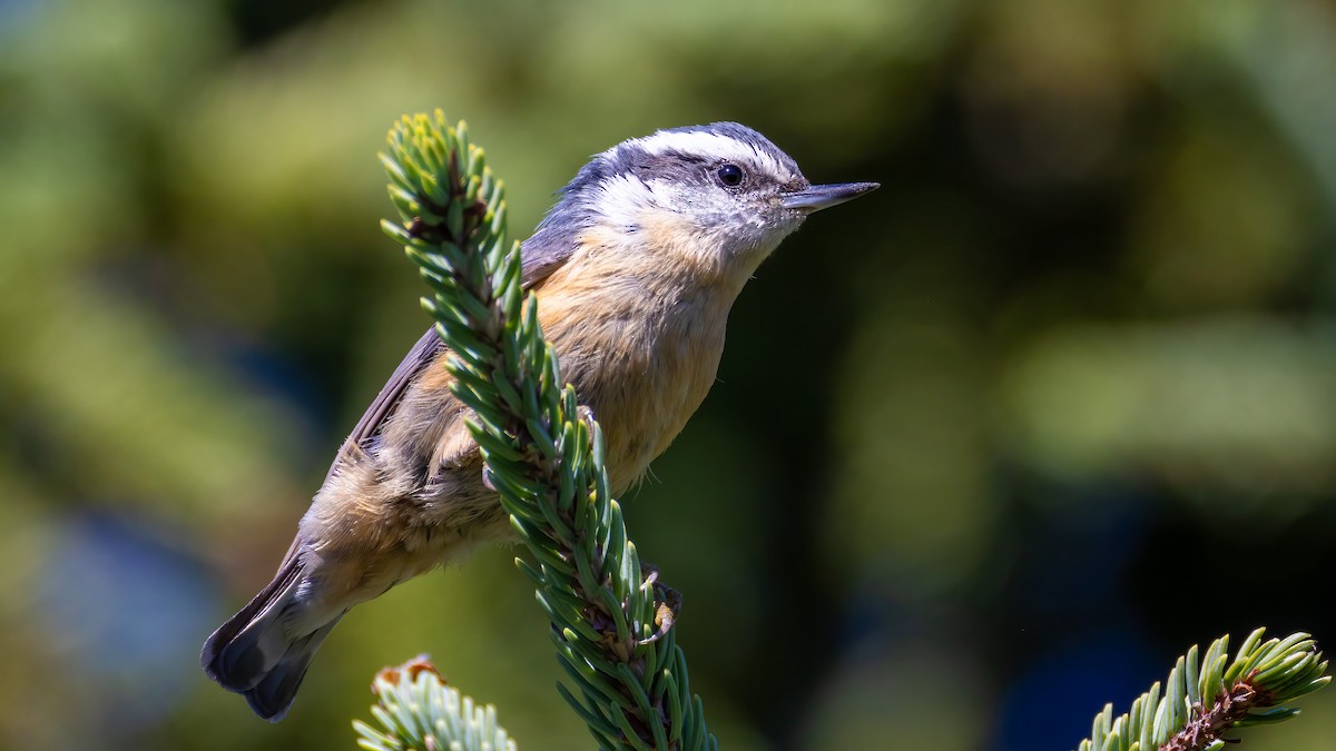 Red-breasted Nuthatch - ML641852929