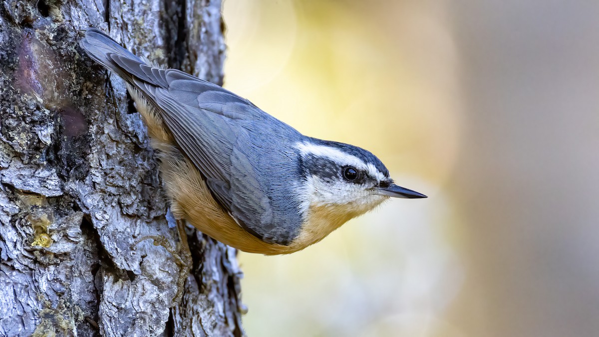 Red-breasted Nuthatch - ML641852930