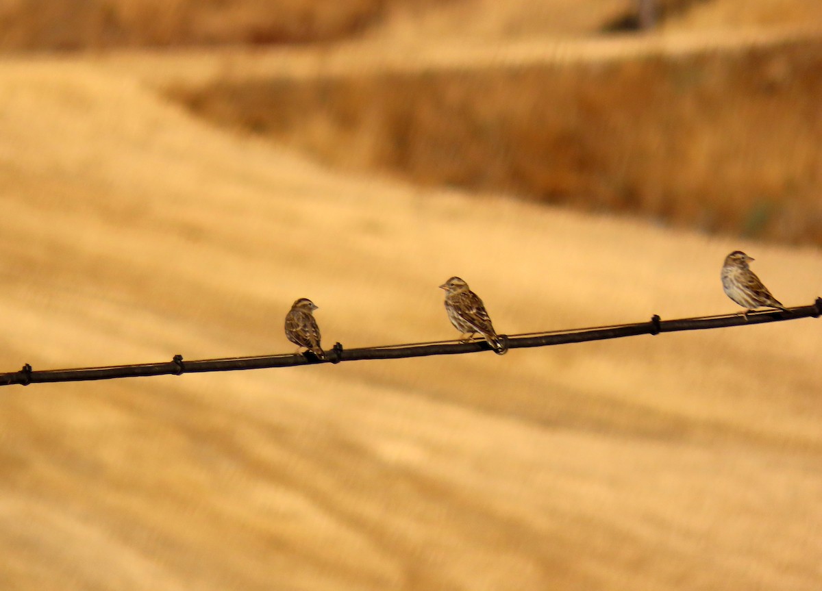 Rock Sparrow - ML641852931