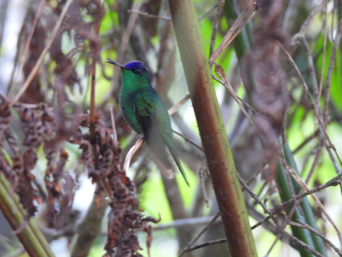 Violet-capped Woodnymph - ML641852937