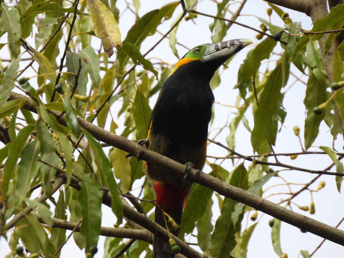 Spot-billed Toucanet - ML641852967