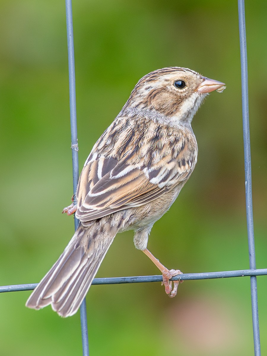 Clay-colored Sparrow - ML641852970