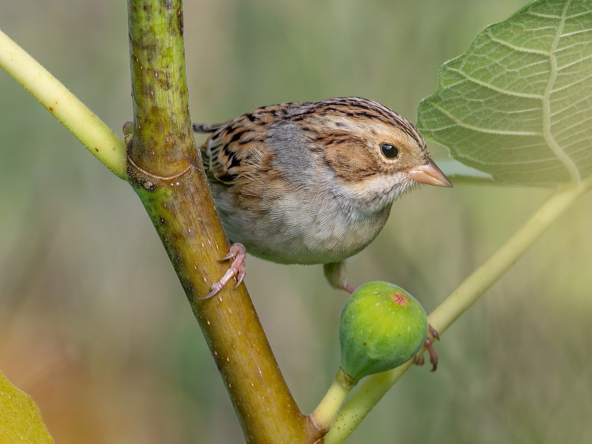 Clay-colored Sparrow - ML641852971