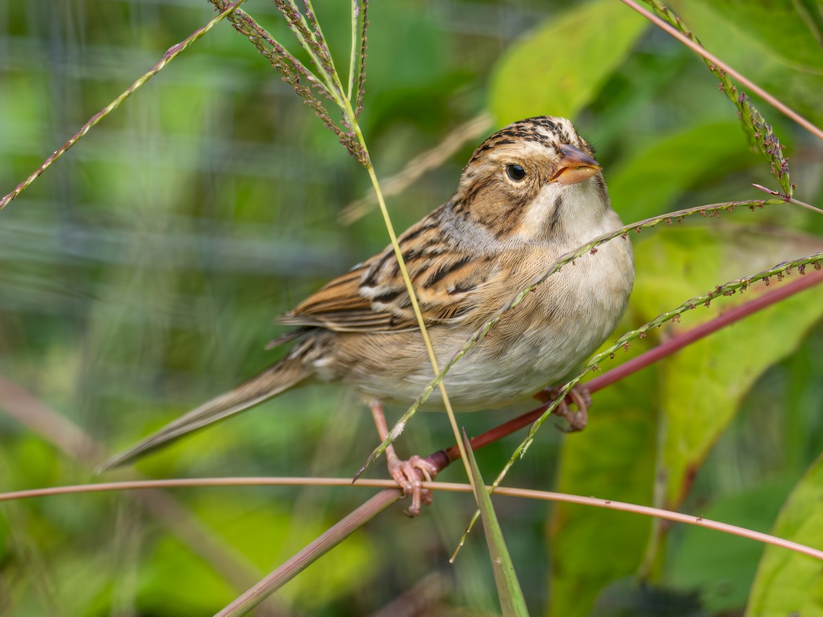 Clay-colored Sparrow - ML641852972
