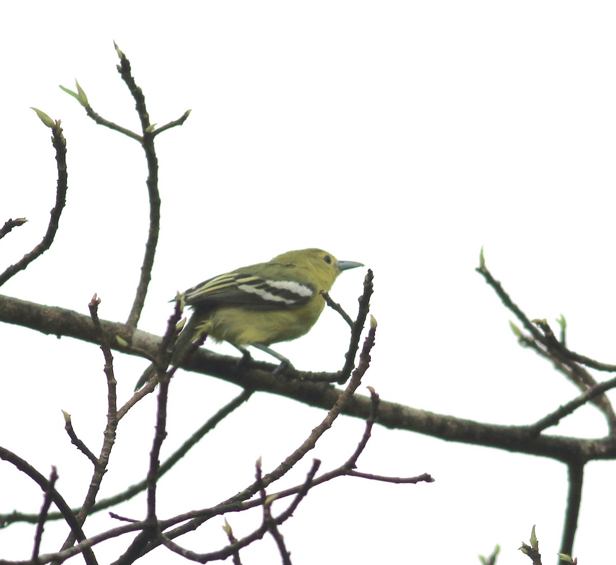 Common Iora - ML641852985