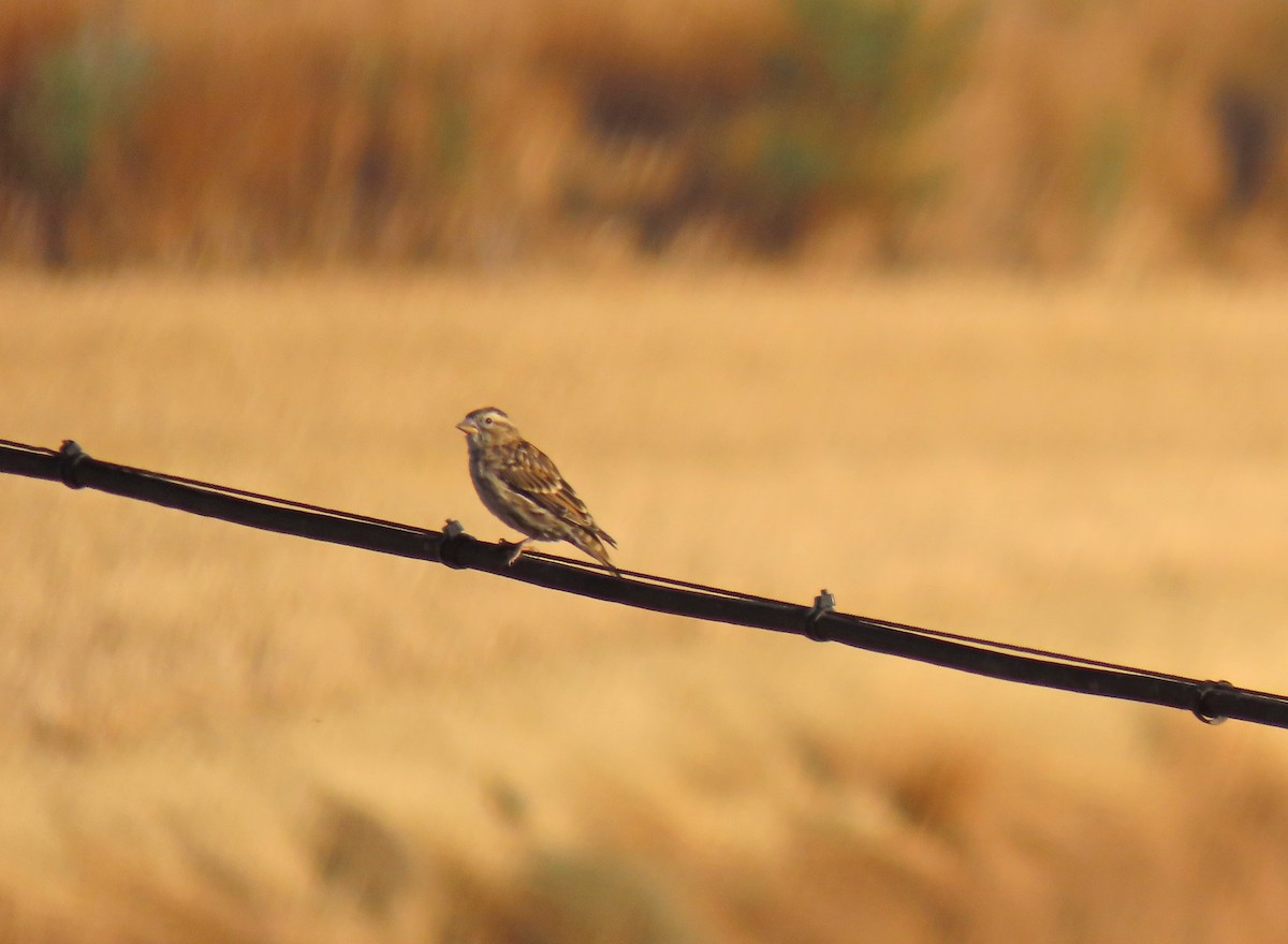 Rock Sparrow - ML641852991