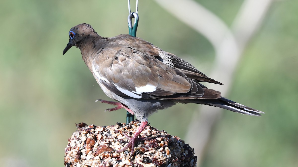 White-winged Dove - ML641853021