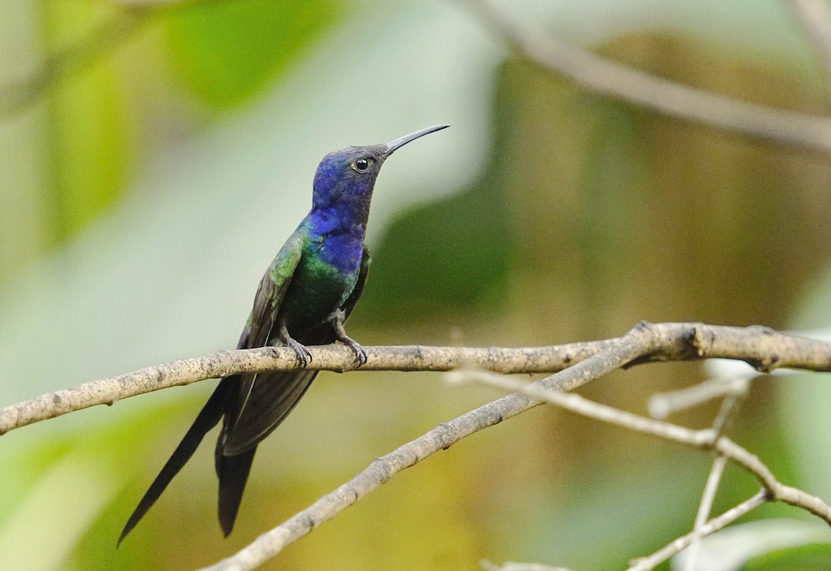 Colibri hirondelle - ML641853023