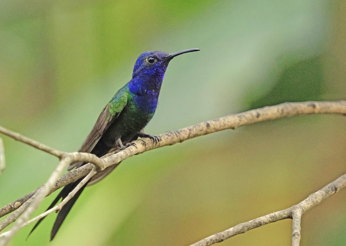 Colibri hirondelle - ML641853024