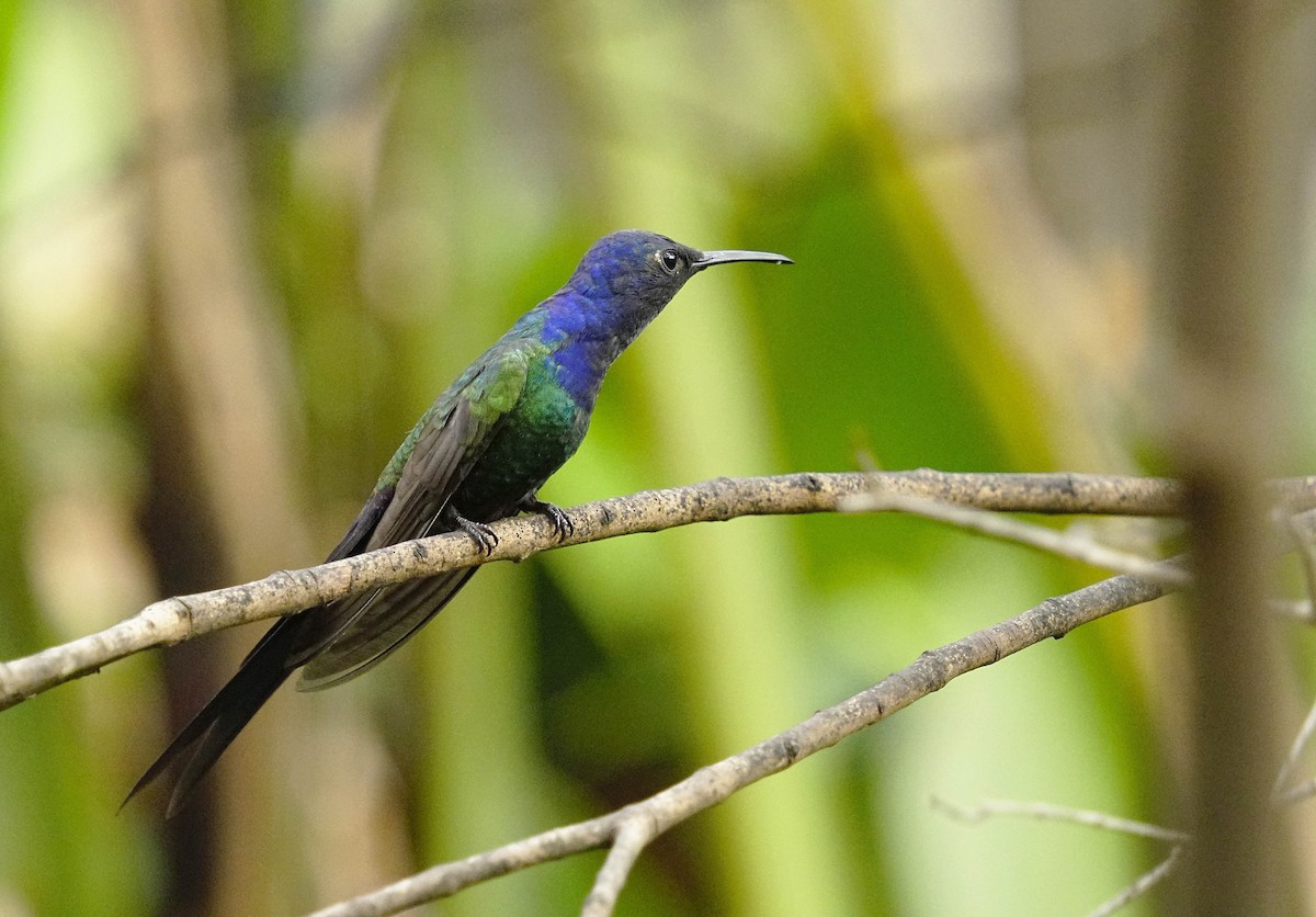 Colibri hirondelle - ML641853025