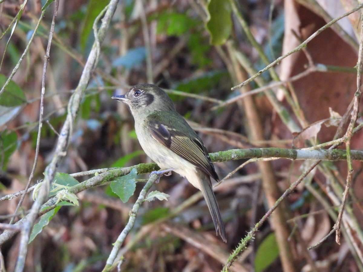Sepia-capped Flycatcher - ML641853034