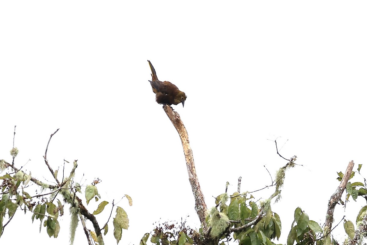 Russet-backed Oropendola (Russet-backed) - ML641853048
