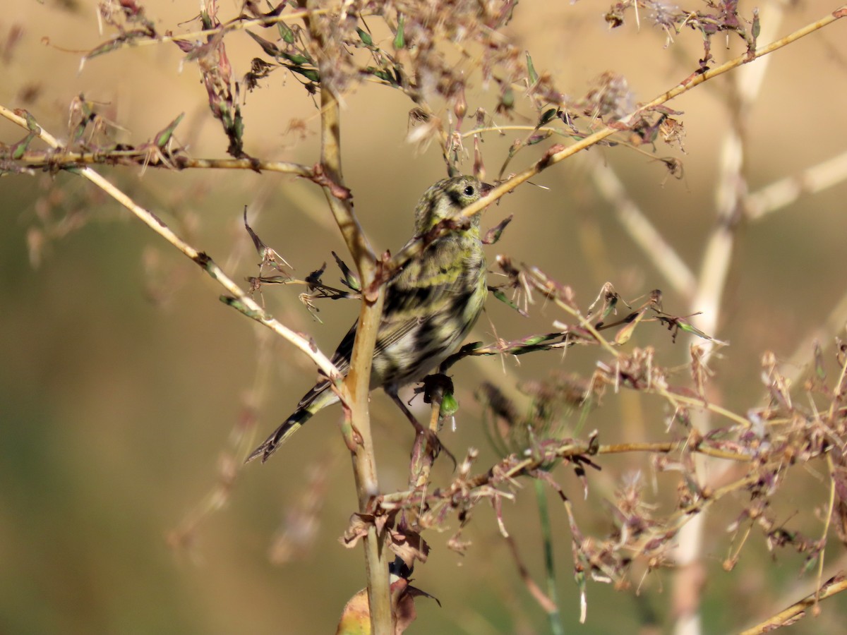 European Serin - ML641853062