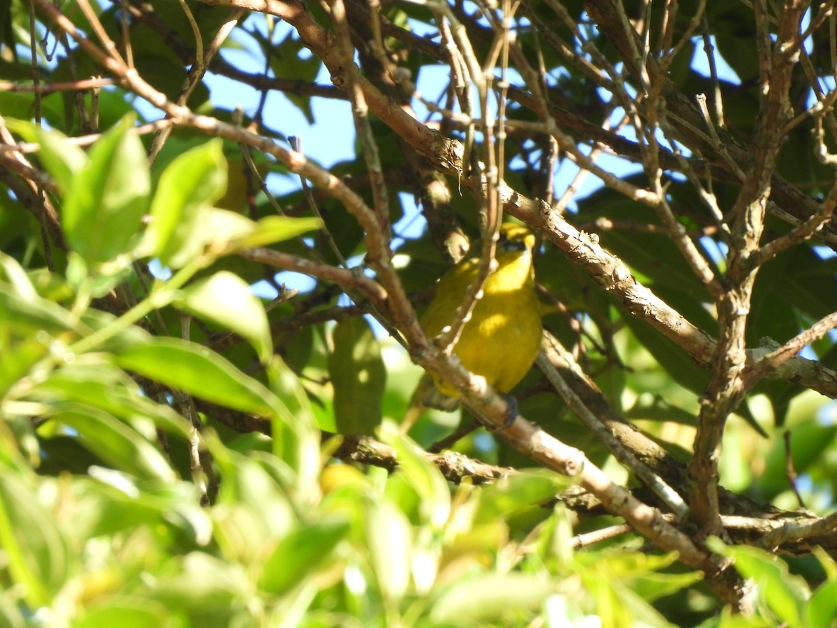 Violaceous Euphonia - ML641853063