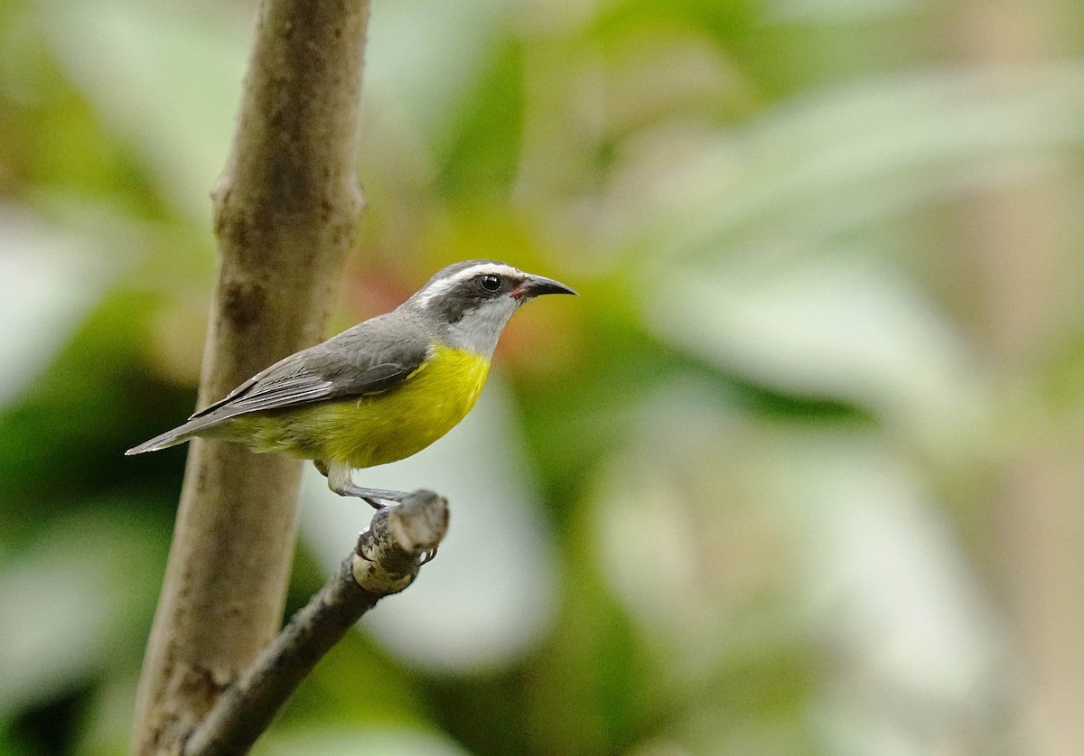 Sucrier à ventre jaune - ML641853073