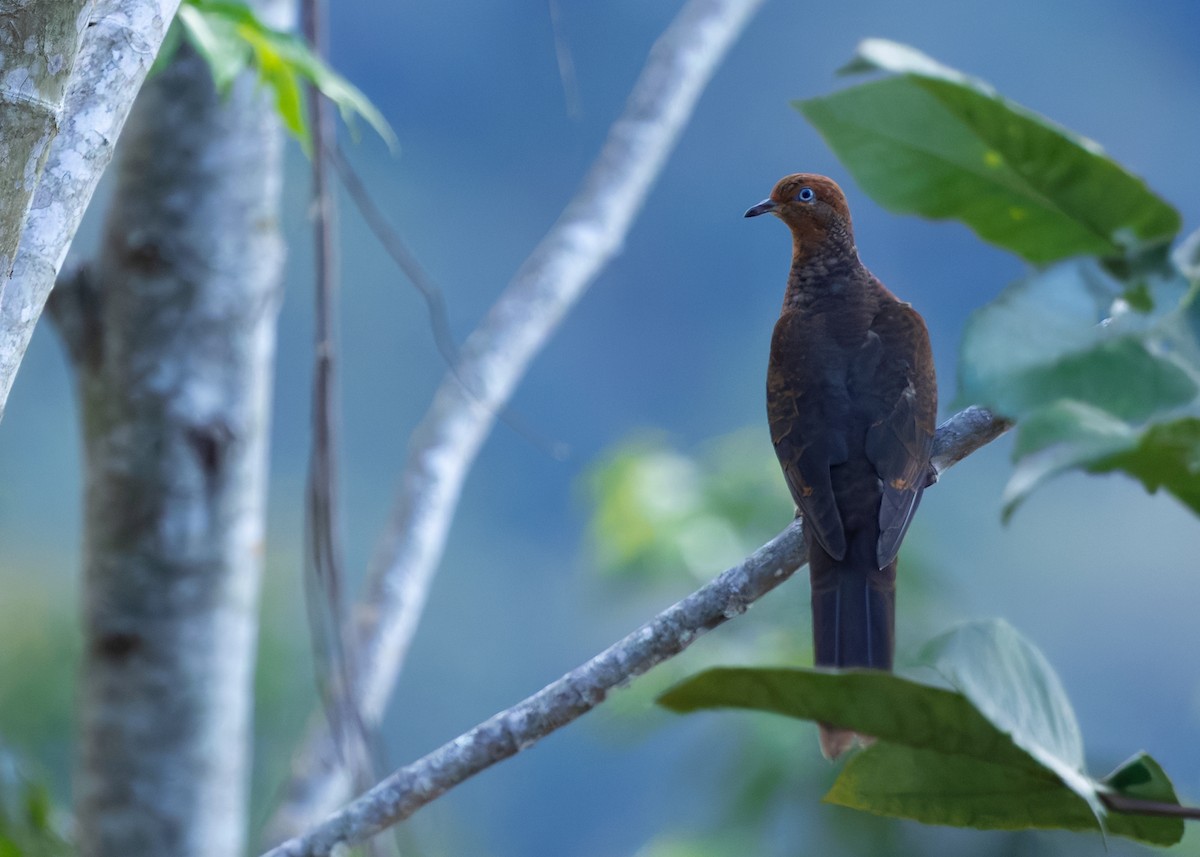 Little Cuckoo-Dove - ML641853074