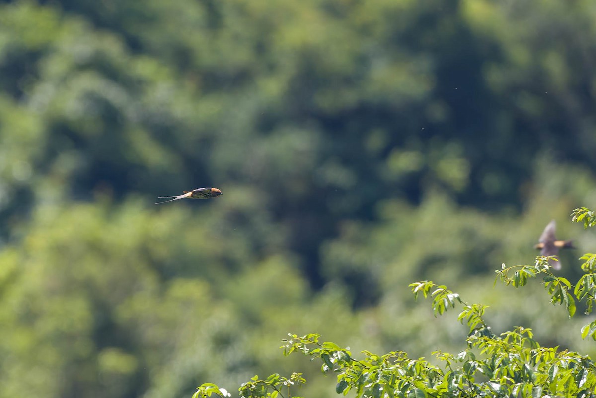 Lesser Striped Swallow - ML641853080