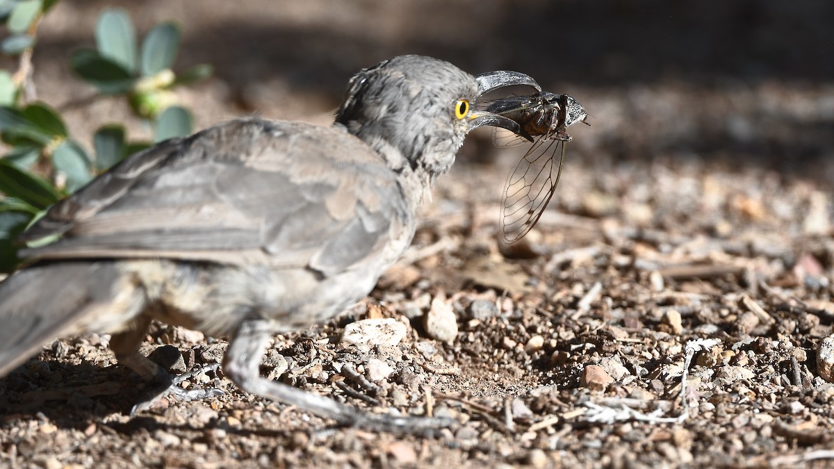 Curve-billed Thrasher - ML641853104