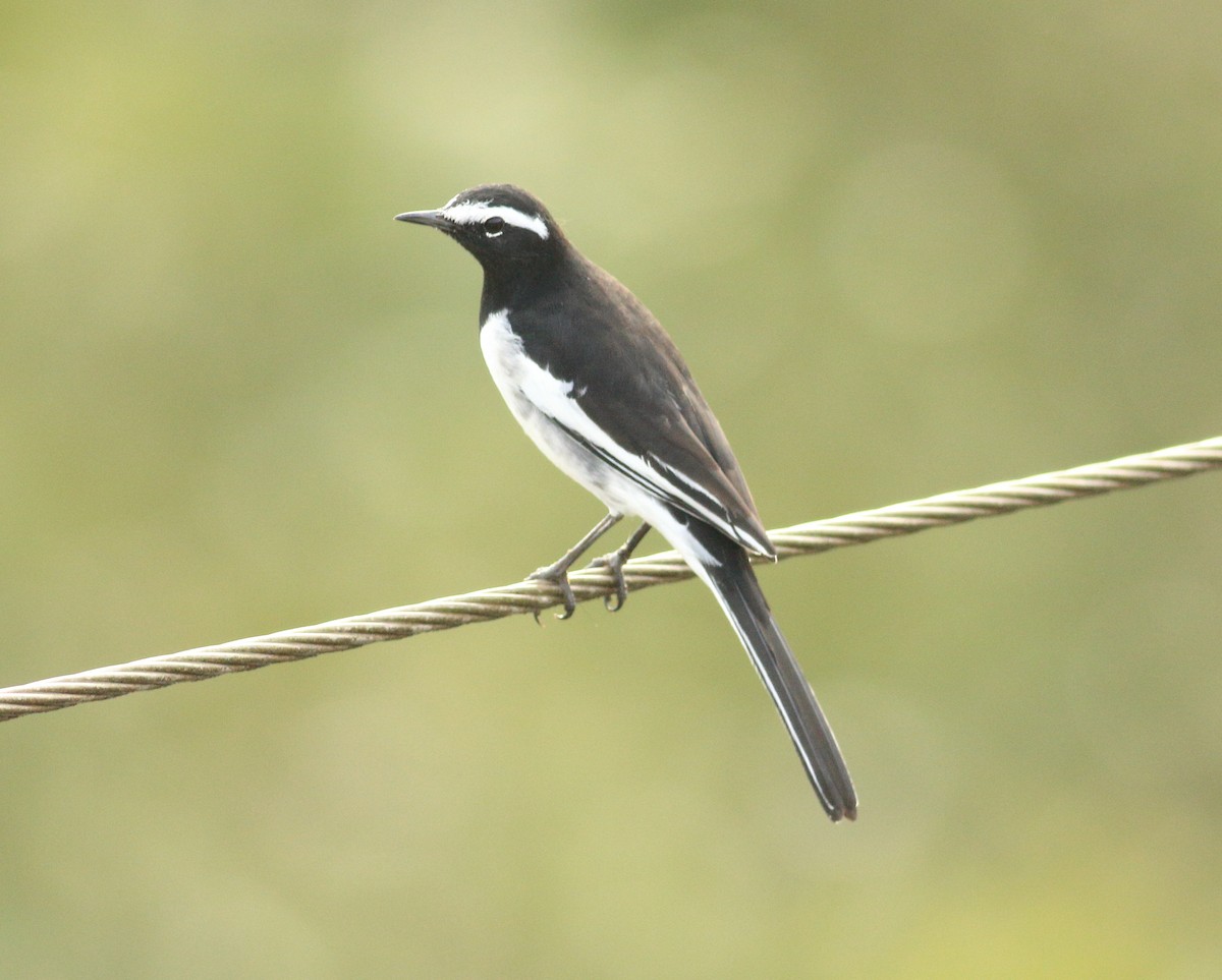 White-browed Wagtail - ML641853108