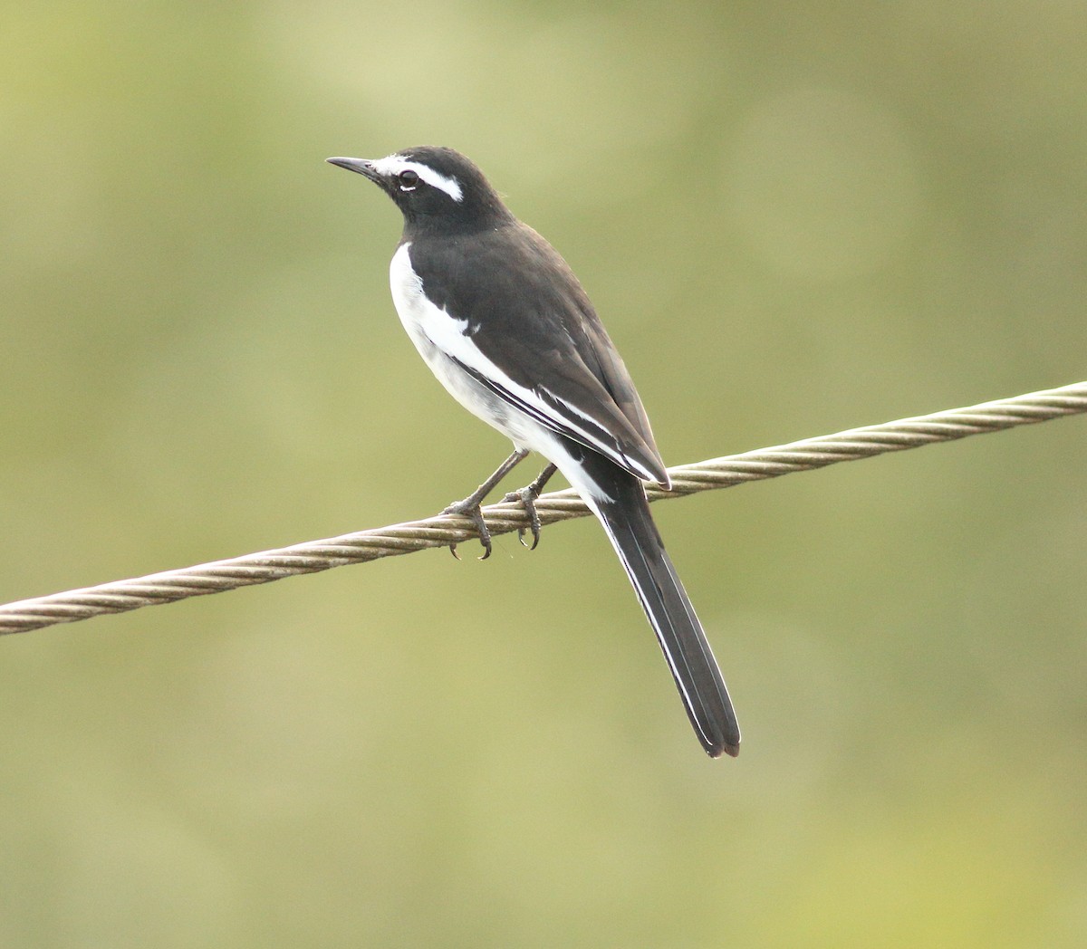 White-browed Wagtail - ML641853116