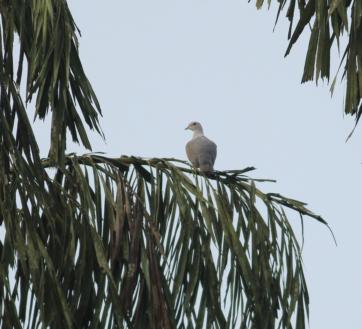 Malabar Has Güvercini - ML641853120