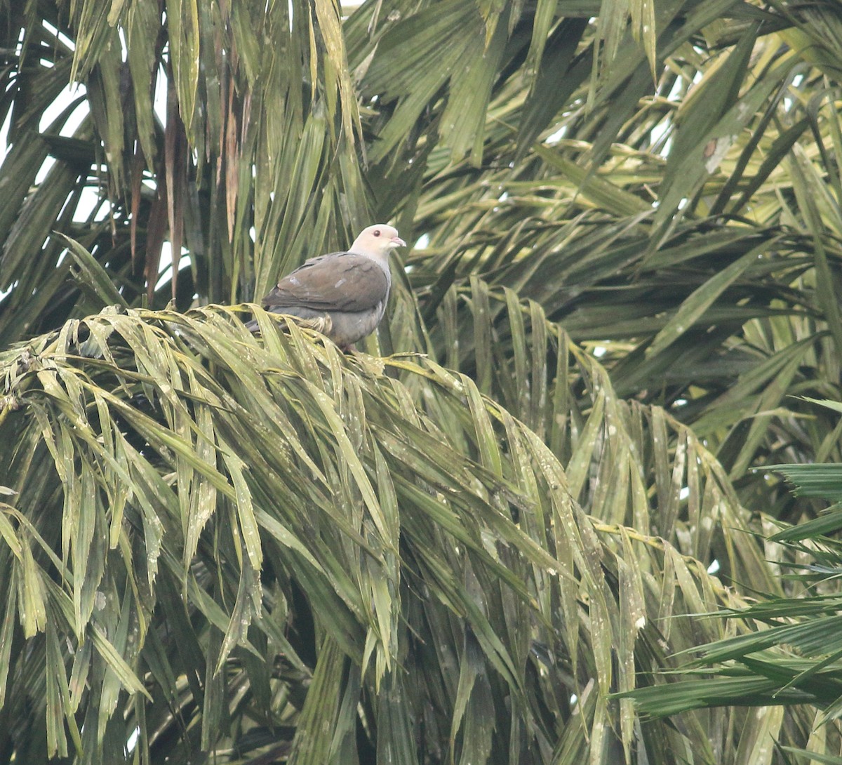 Malabar Has Güvercini - ML641853122